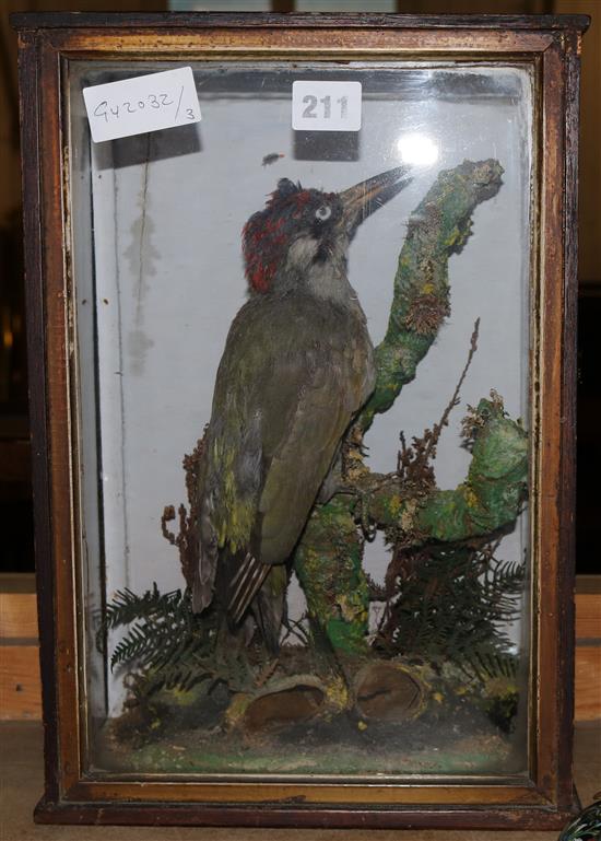 Taxidermy woodpecker in case